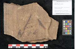 Foto (Objekt + Etikett) von Walchia piniformis Sternbg. (NHMW-GEO-2024-0188-11125)